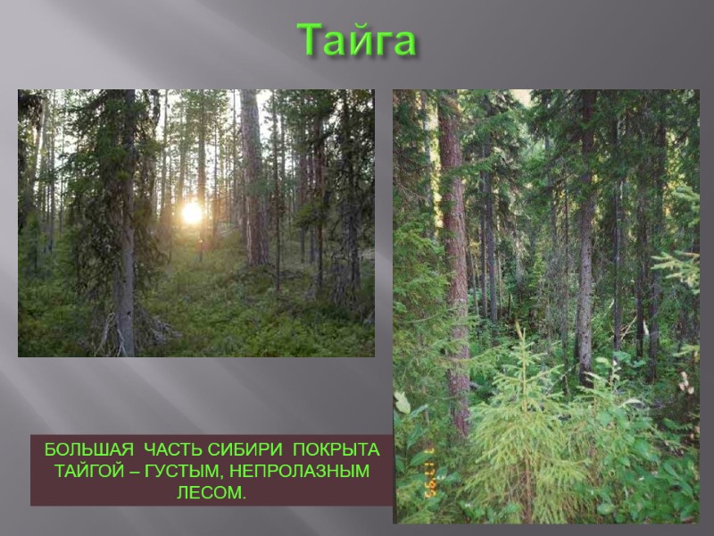 Тайга  БОЛЬШАЯ  ЧАСТЬ СИБИРИ  ПОКРЫТА ТАЙГОЙ – ГУСТЫМ, НЕПРОЛАЗНЫМ ЛЕСОМ.